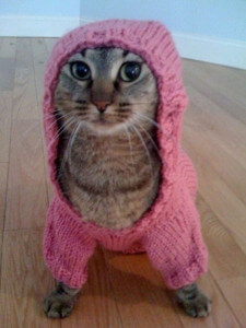 cat-sweater-225×300